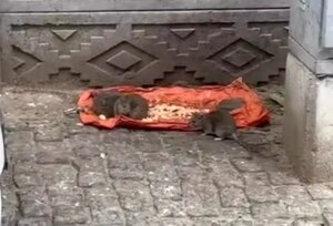 tekirdagda sokakta fareler yiyecek bulundu vatandaslar tedirgin ayJGlbvg.jpg